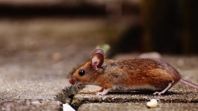 What Is the Best Pest Control for Mice? A Closer Look