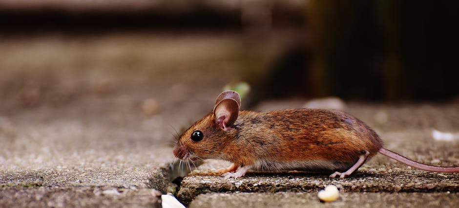 What Is the Best Pest Control for Mice? A Closer Look